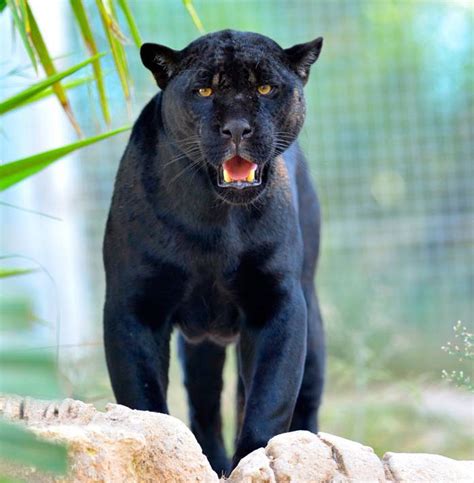 afro porn pics|Dark Panthera .